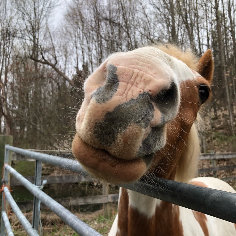 Meet your Posher, Nikki